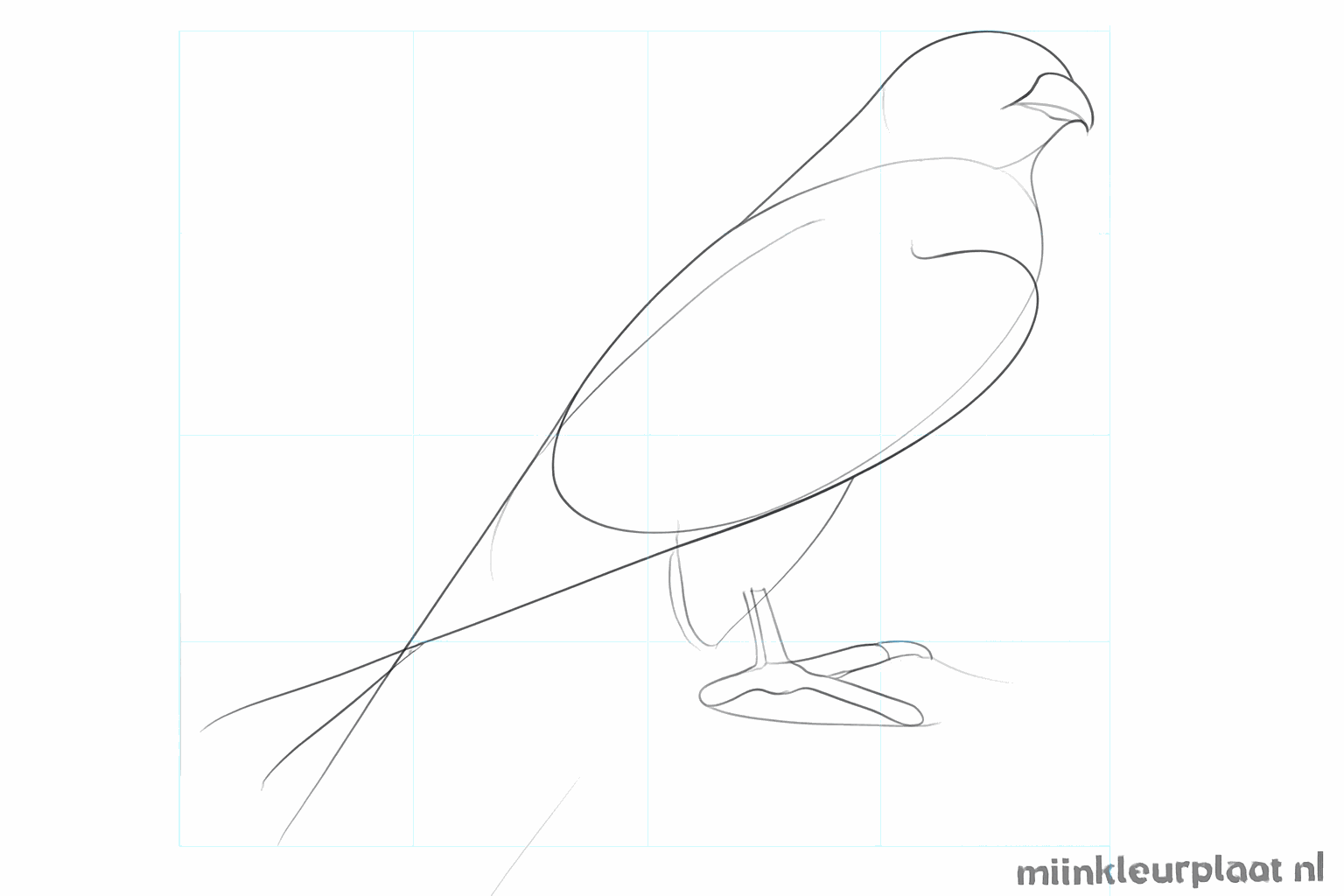 De omtrek van de vleugels en de poten met klauwen worden getekend.