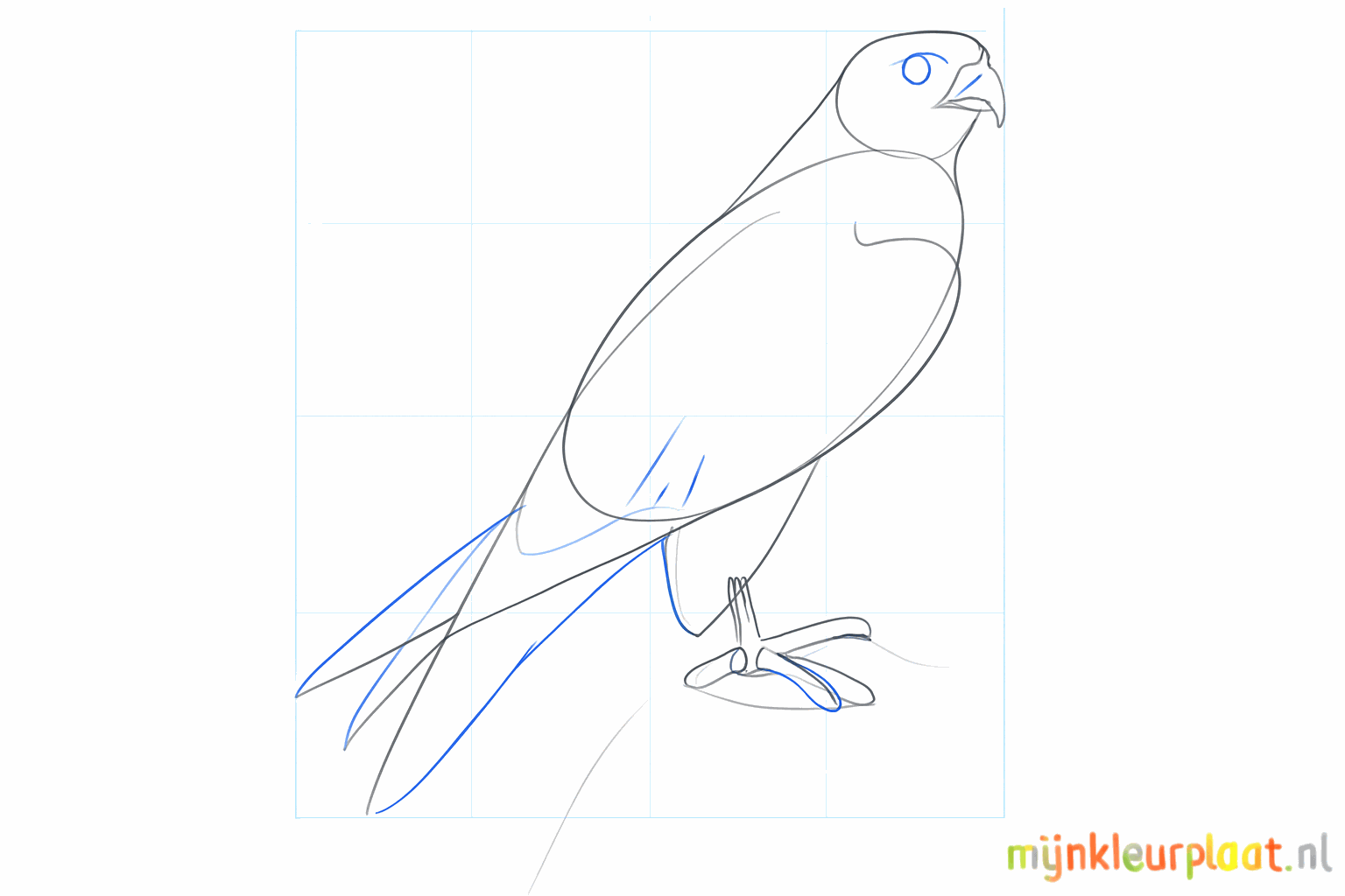 Details van het oog en de brede staart van de slechtvalk.