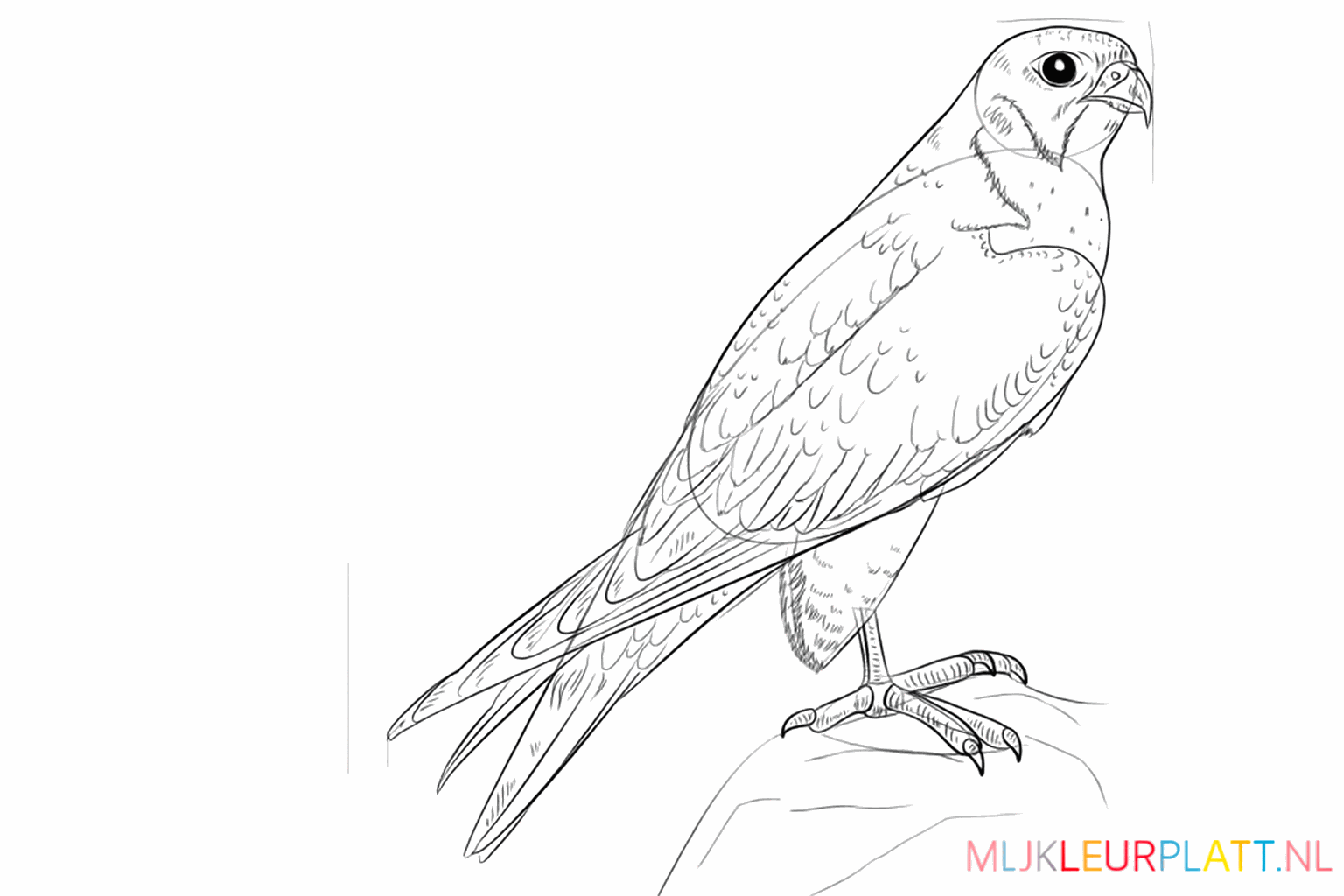 Patronen op de veren en details op de rots waarop de vogel zit.