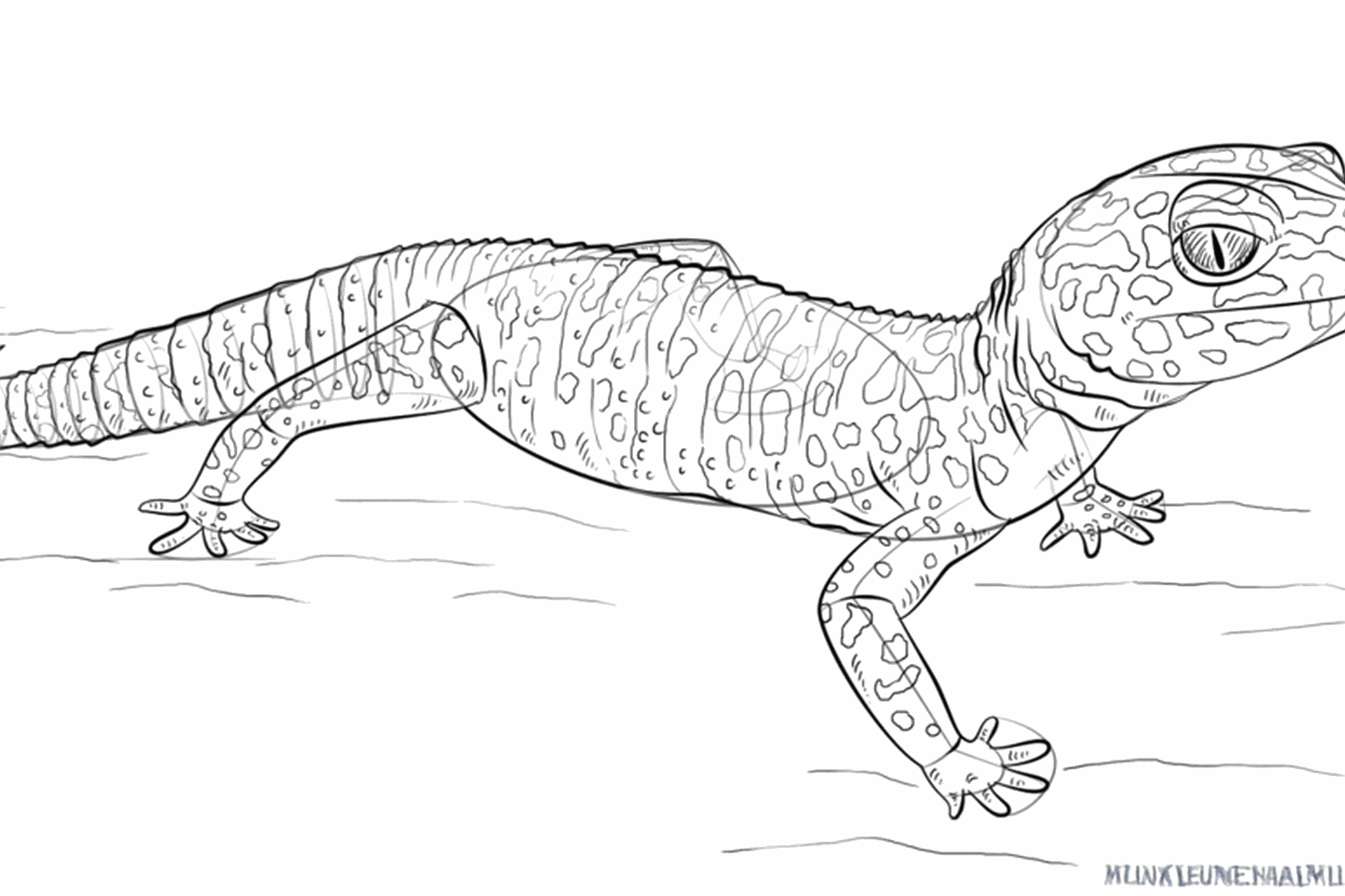 De gekko krijgt zijn kenmerkende luipaardvlekken op zijn rug en staart.