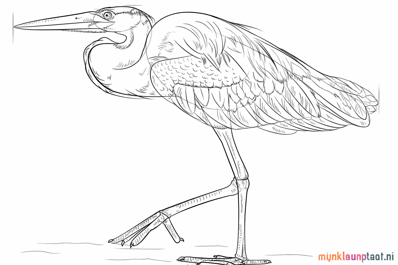 Kleine lijntjes die lijken op veren op de nek en vleugel.