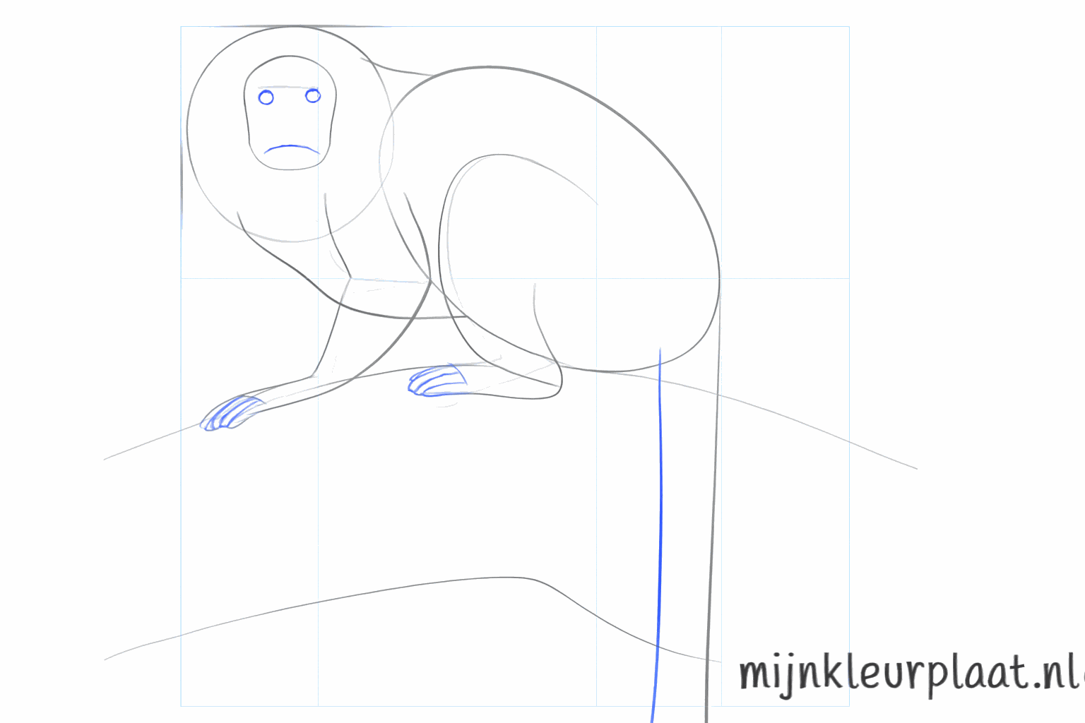 Vormen van de handen, voeten en een dikkere staart.