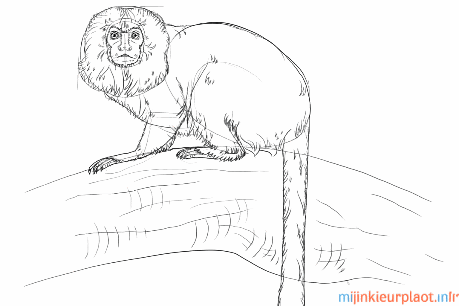 Vachtstructuur en details van de boomstam.