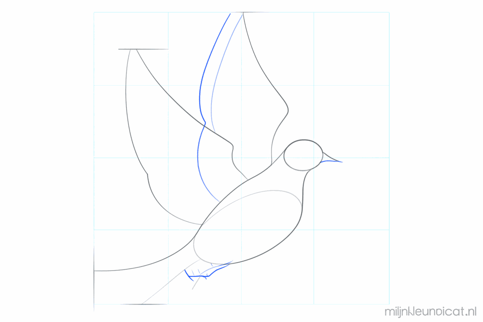 Hulplijnen voor de vleugel en de staart van de duif.