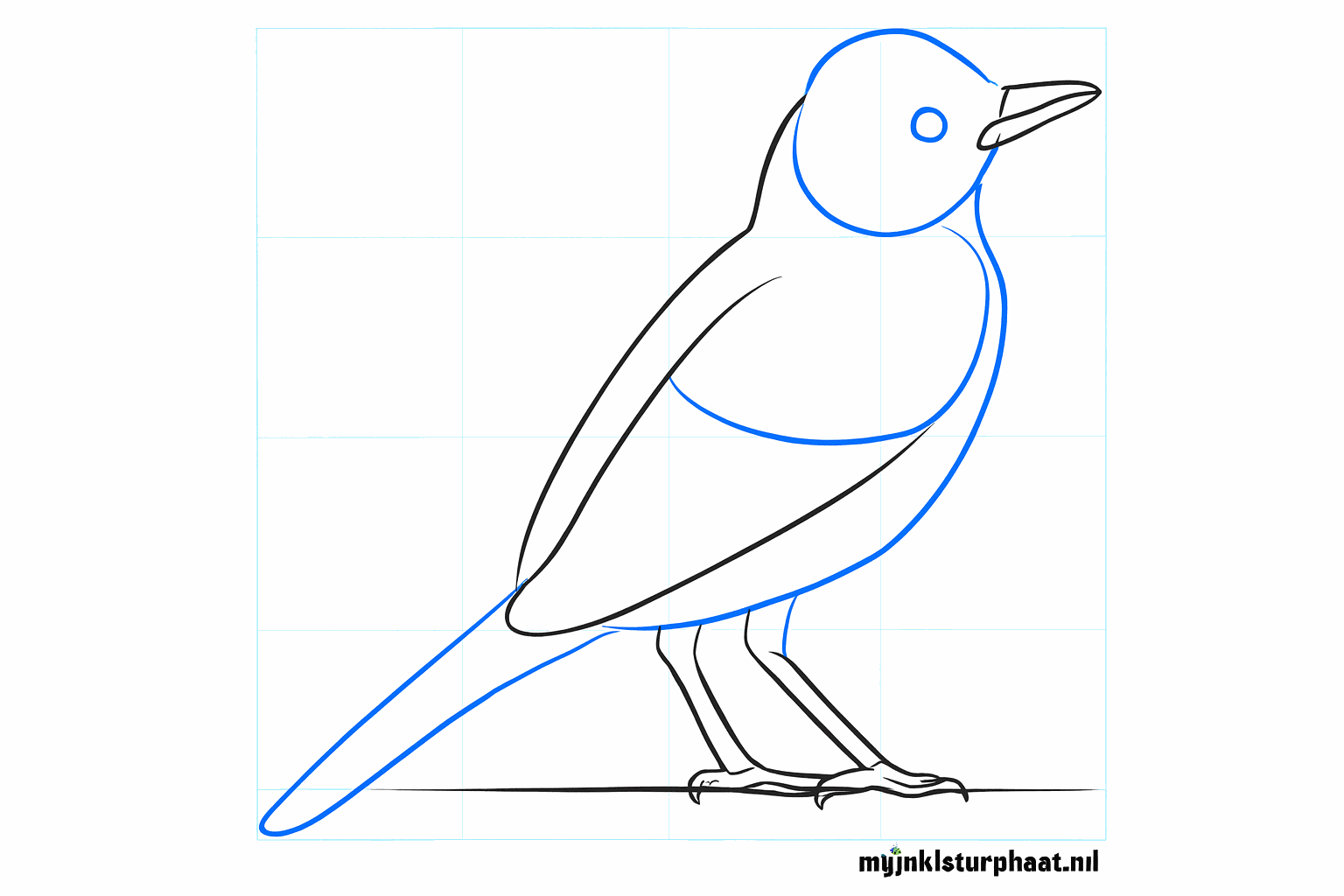 Het roodborstje heeft nu dikkere poten en een brede staart.