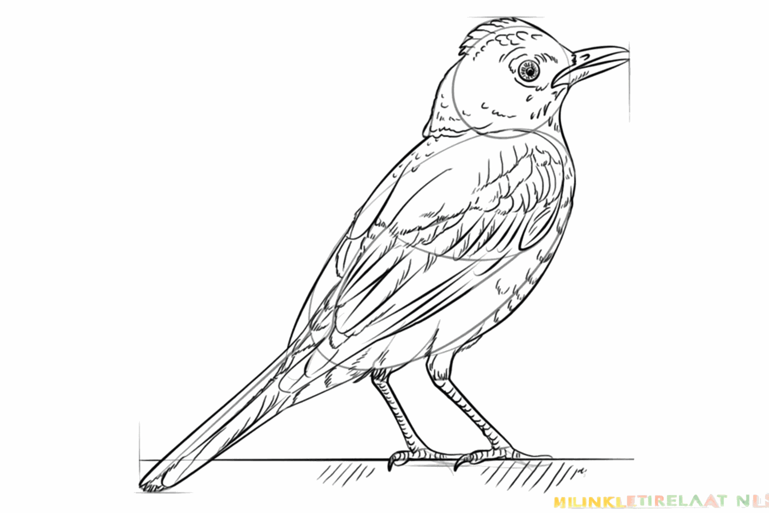 Een lijn op de borst van de vogel die het vak voor de rode veertjes aangeeft.