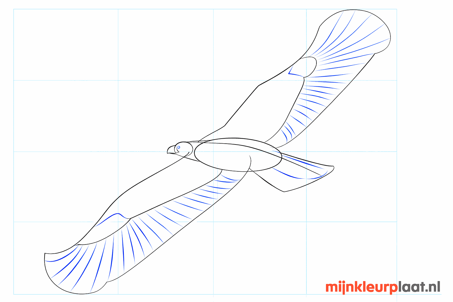 Details van de binnenkant van de vleugels en de gebogen snavel.