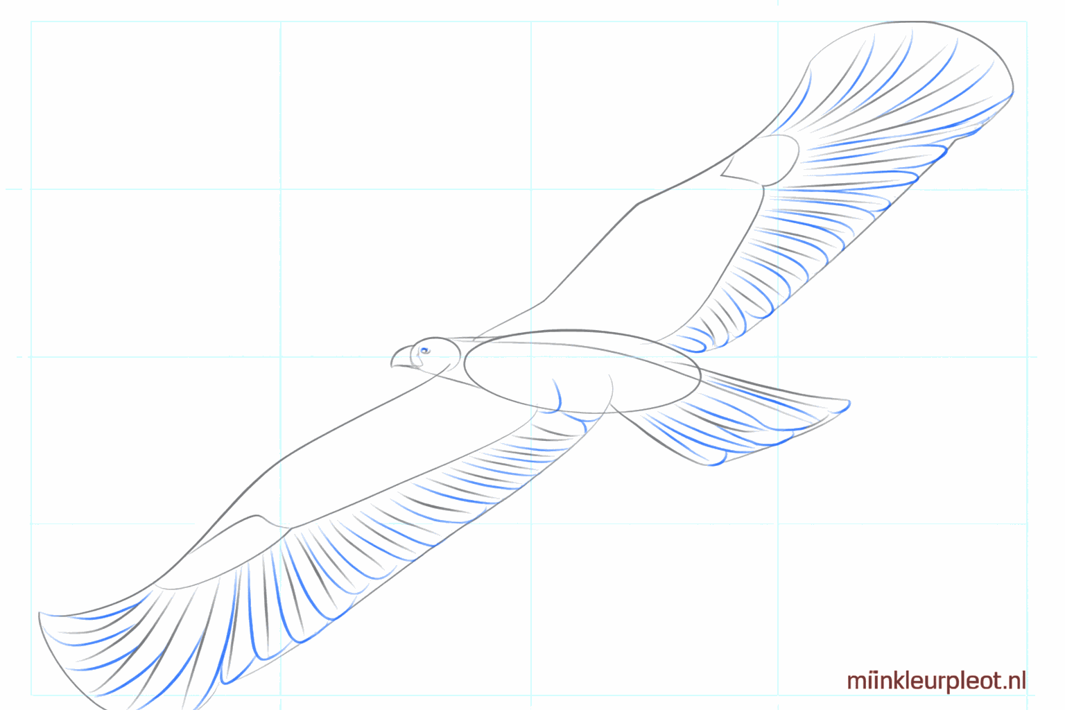 Het oog van de arend en de eerste veertjes op de vleugels.