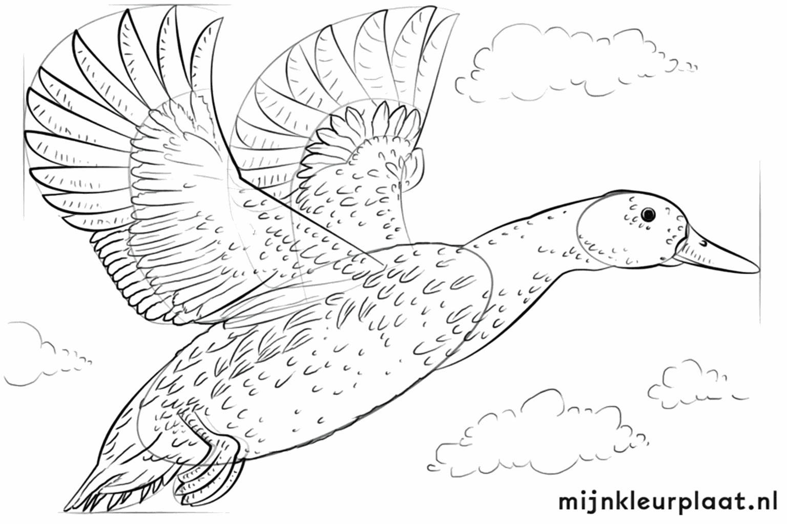 Verenpatronen op de vleugels en staart van de getekende eend.