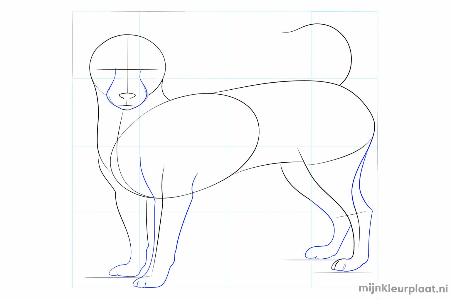 Schets van de pootjes en de ronde wangen van de hond.