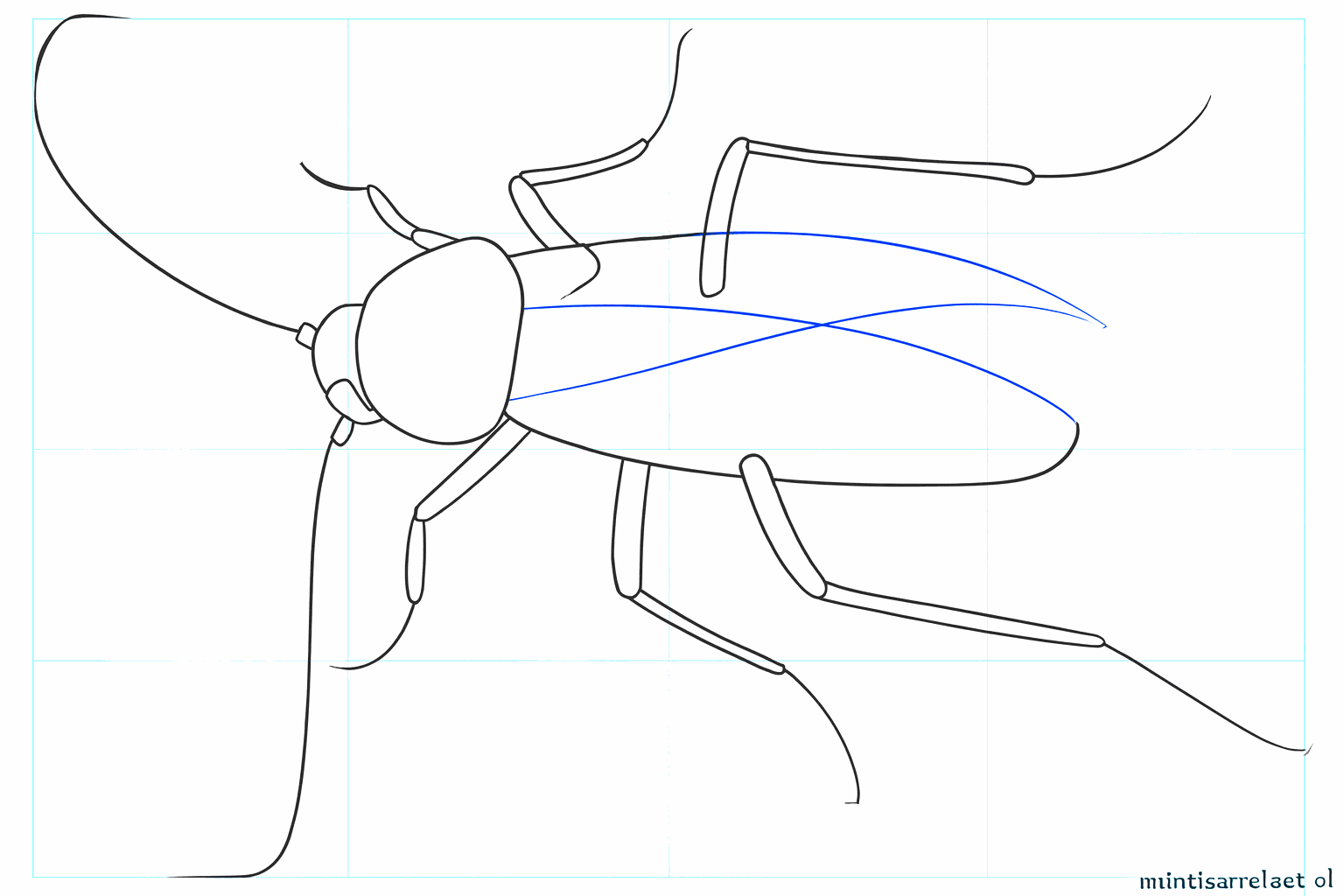 Begin van de poten en de sprieten op de kop.
