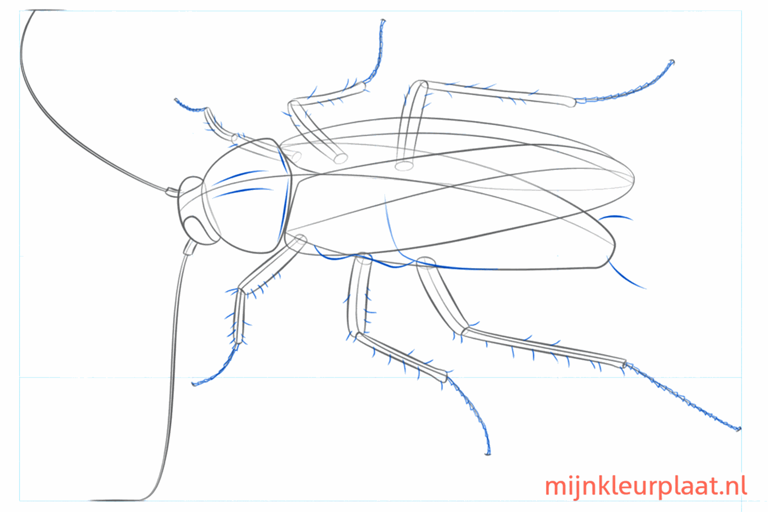 Afgewerkte vleugels en lange, gebogen voelsprieten.