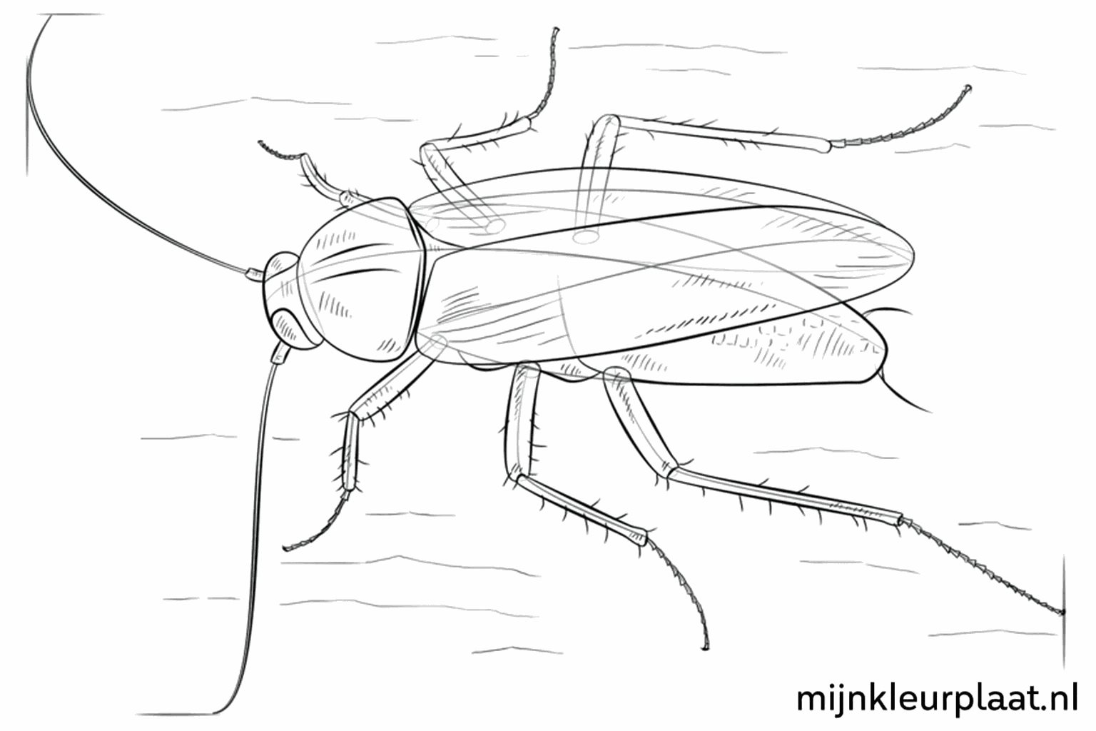 Details van de pootjes met kleine stekeltjes.