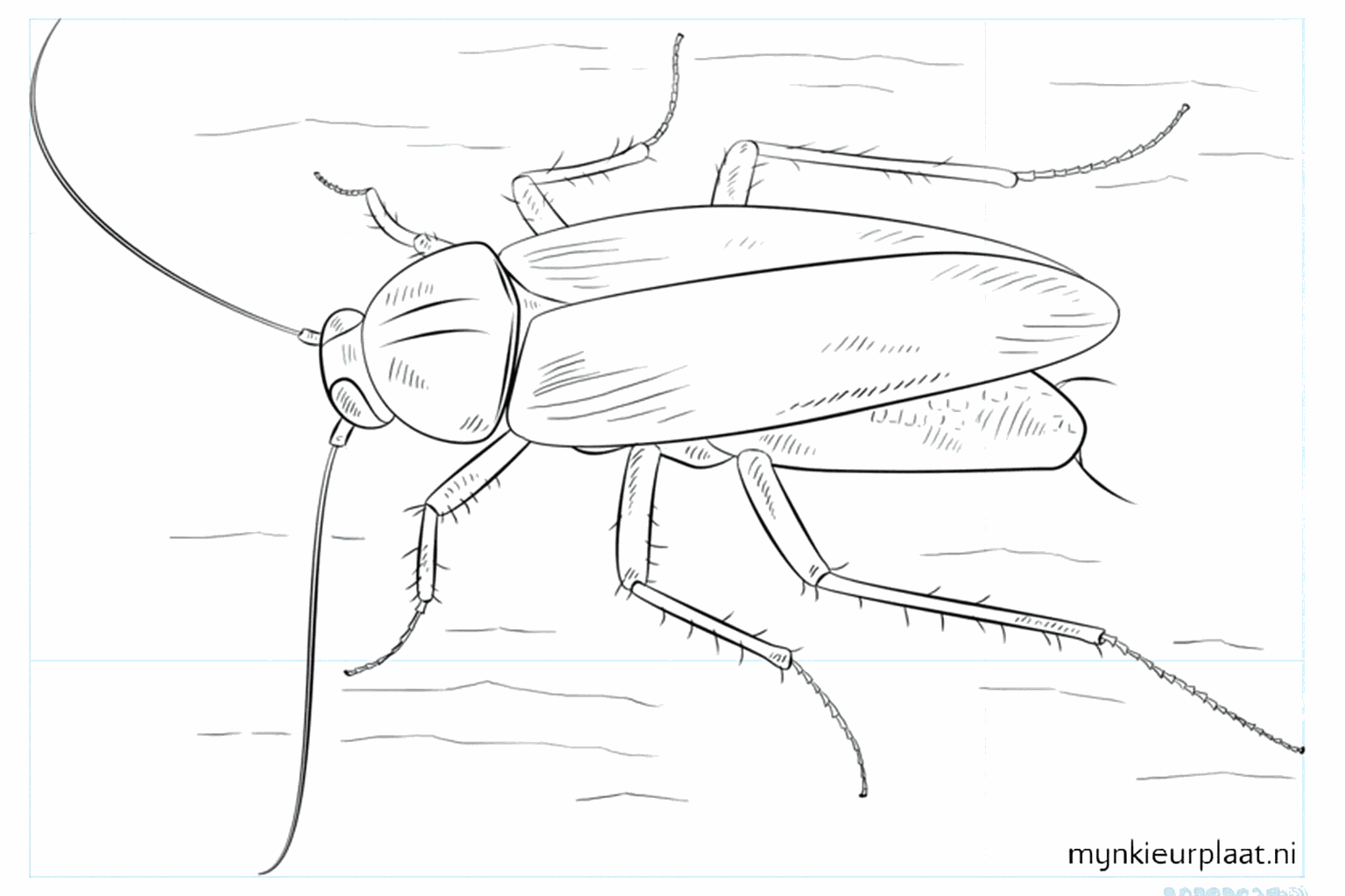 Een kakkerlak tekenen in 9 simpele stappen