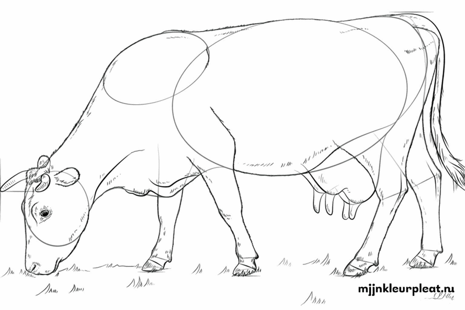 De koe krijgt vlekken en de vormen worden duidelijker getekend.