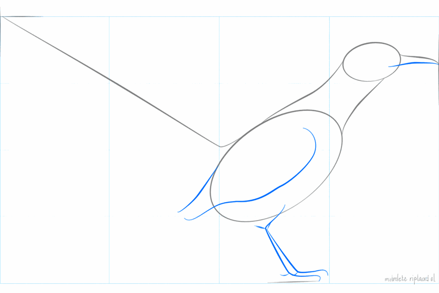 Een lange hulplijn voor de staart van de renvogel.