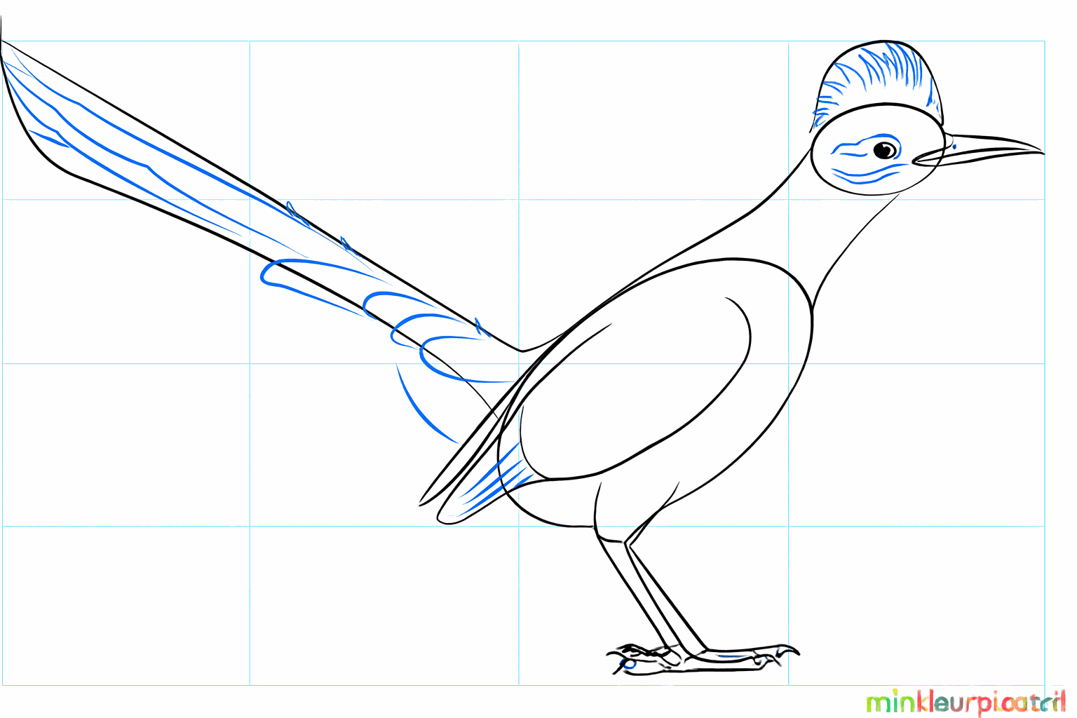 Details zoals het oog, de kuif op de kop en een dikkere staart.