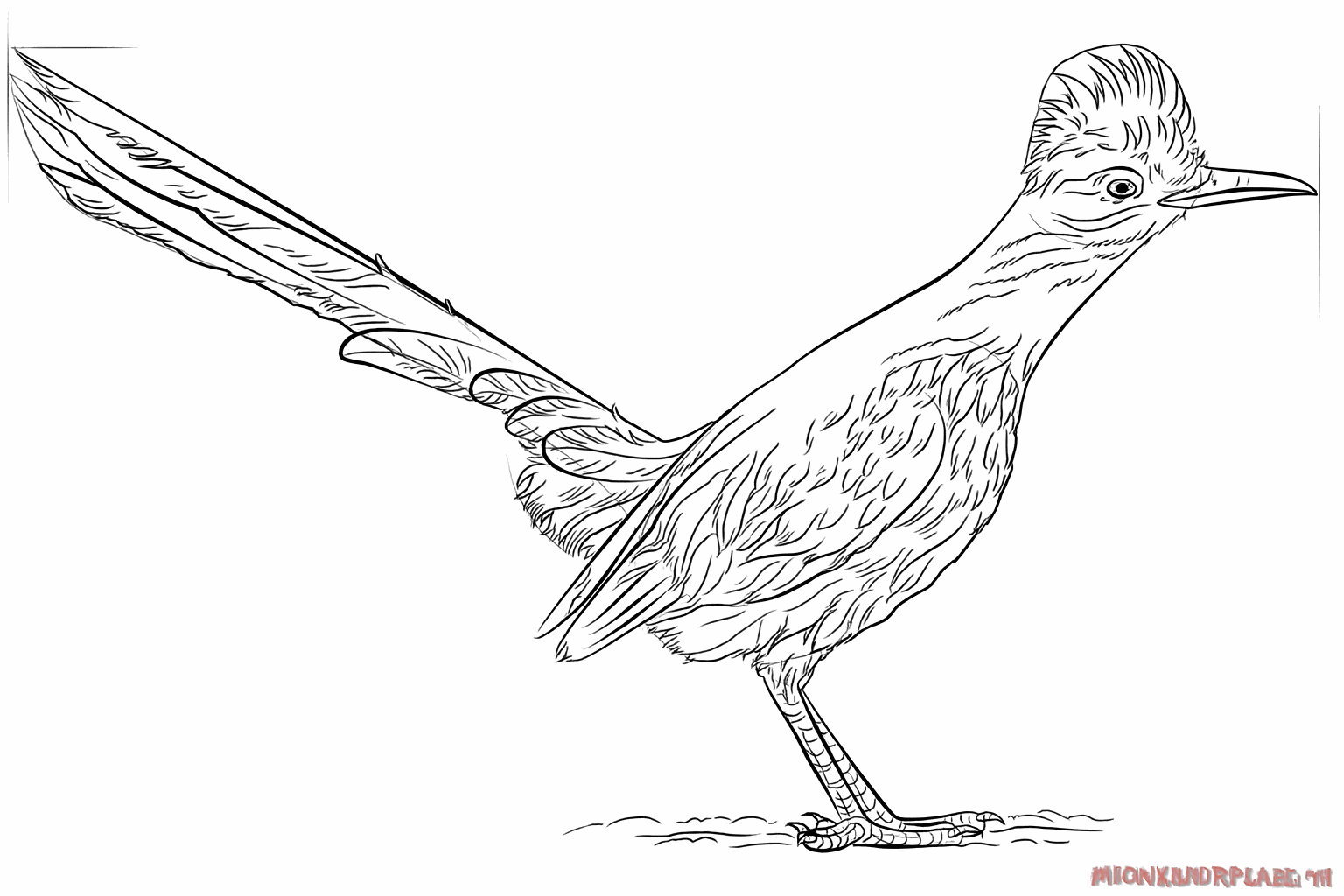 Veertjes op de vleugel en kleine tenen aan de onderkant van de poten.