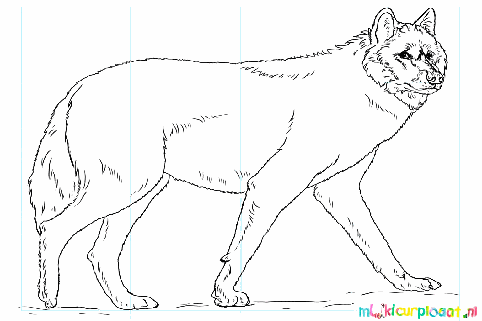 De voltooide tekening van een wolf met gras eronder en zonder hulplijnen.