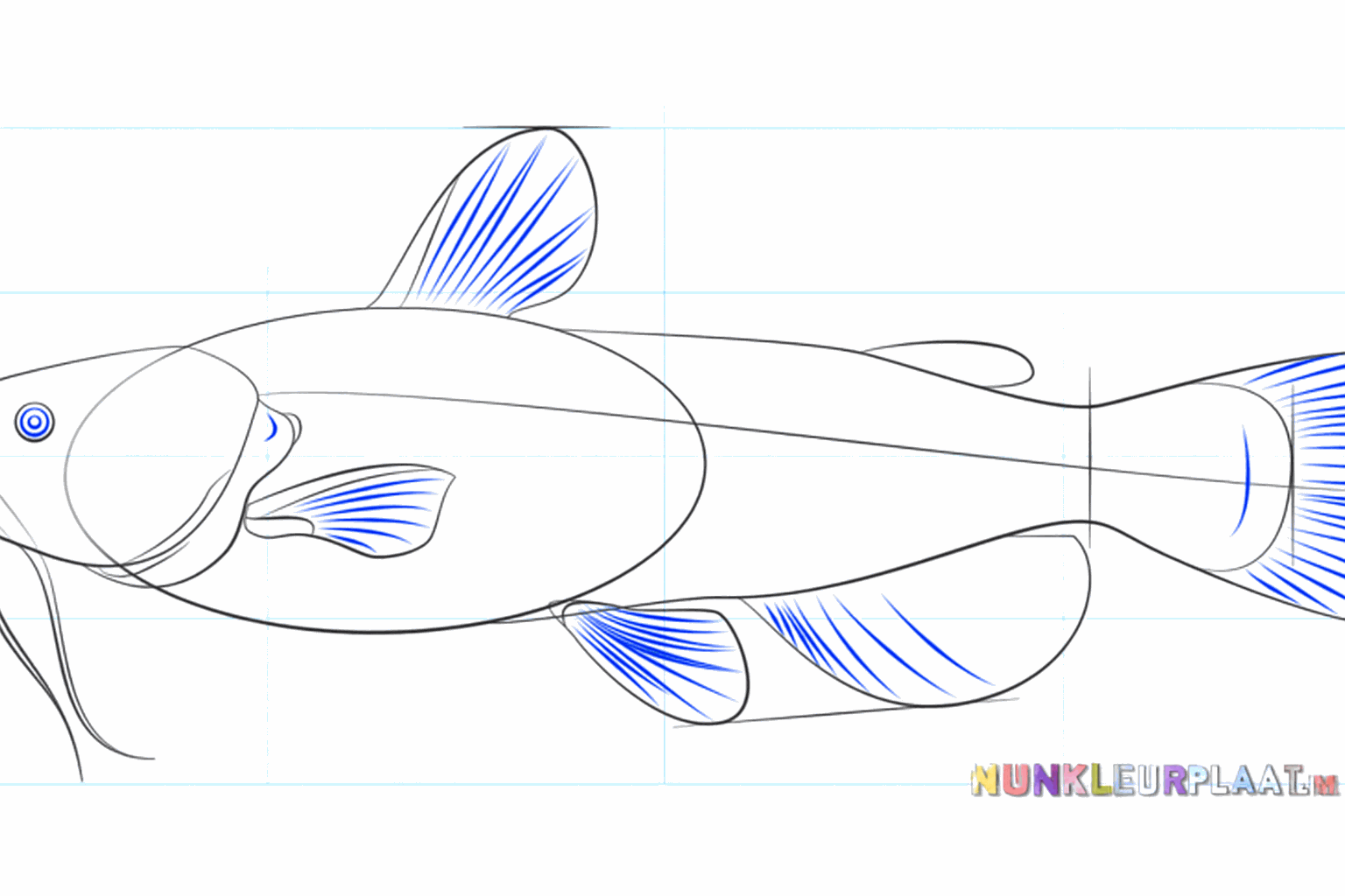 Ronde vinnen aan de bovenkant en zijkant van de vis.