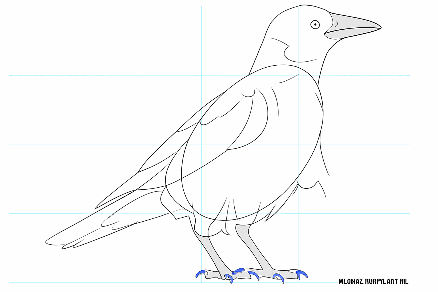 De vleugel en de brede staart van de kraai zijn nu zichtbaar.