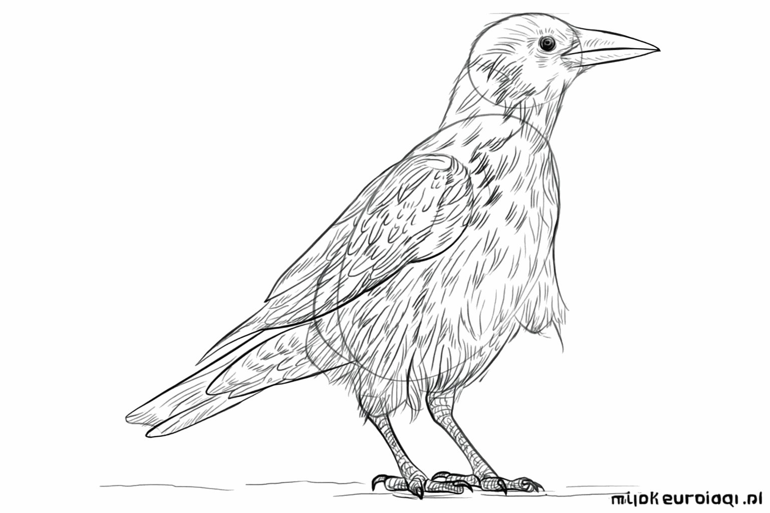 Details zoals klauwen en veertjes worden toegevoegd aan de vogel.