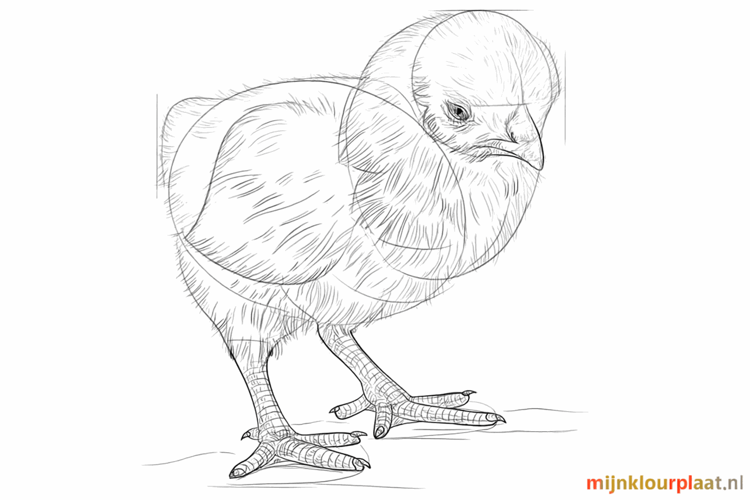 Het kuikentje krijgt kleine veertjes en details over het hele lichaam.