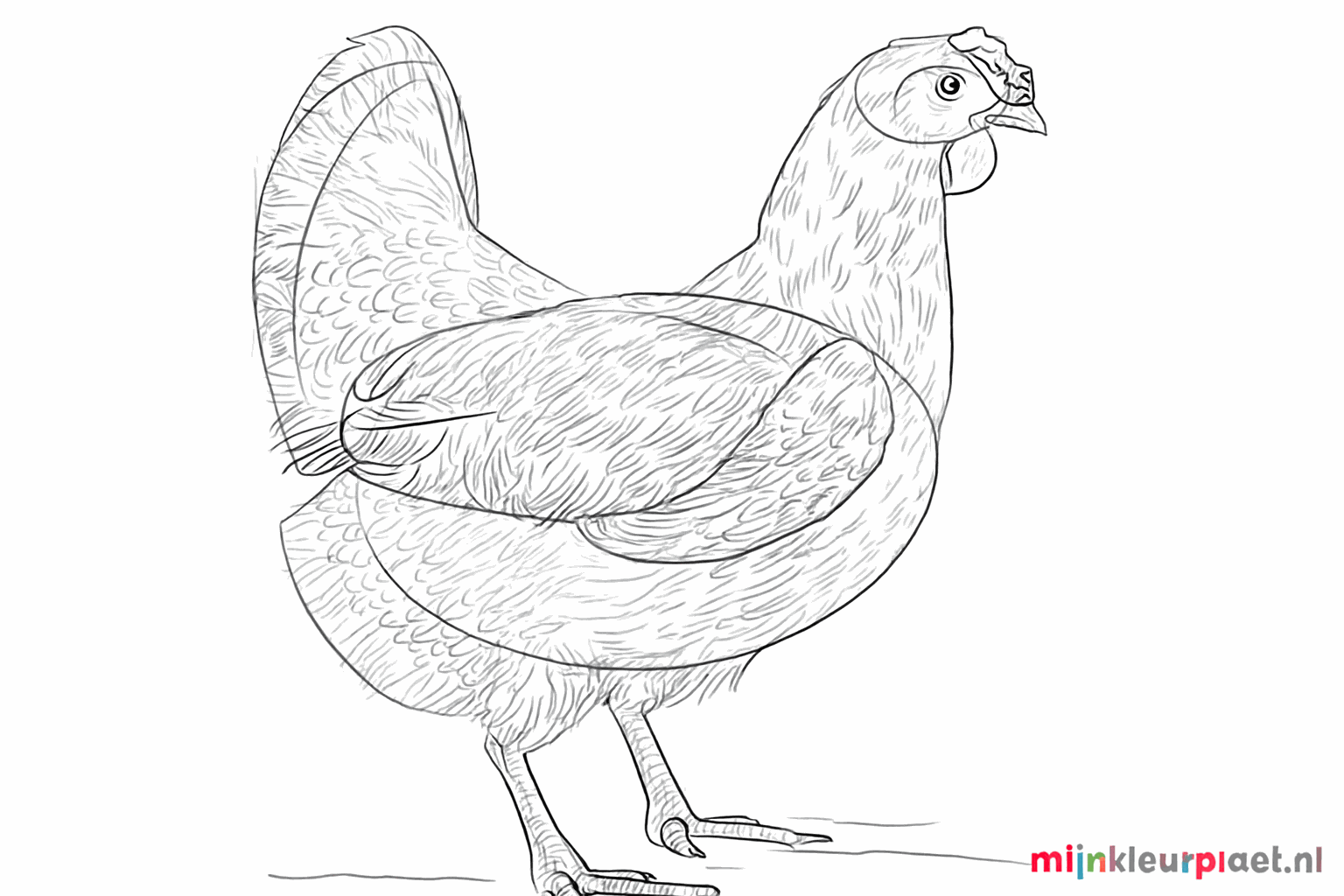 Details van veren op de vleugel en een klein lelletje onder de snavel.