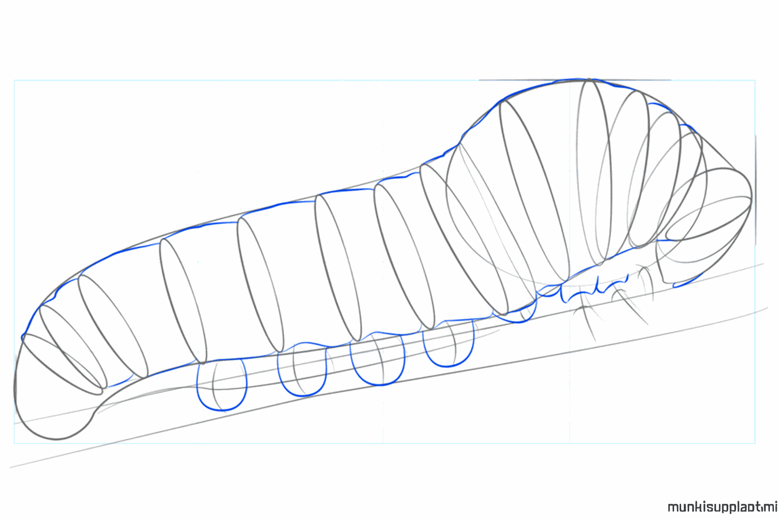 Duidelijke ronde vormen voor de segmenten en kleine pootjes onderaan.