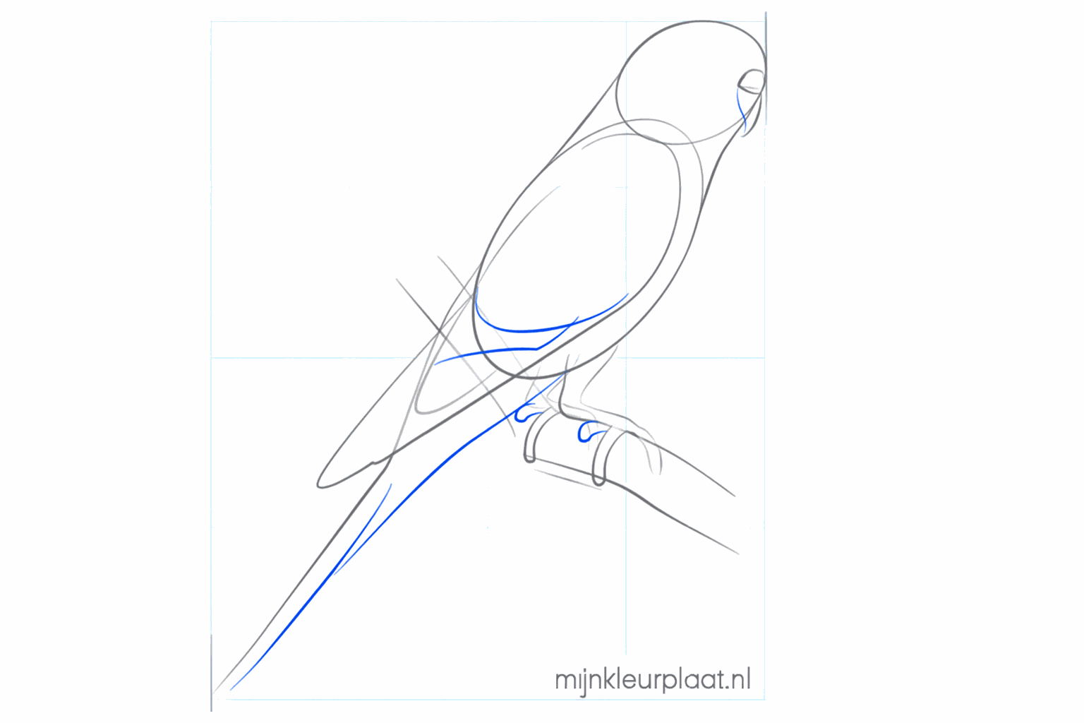Detail van de vogelpootjes met teentjes die de tak vasthouden.