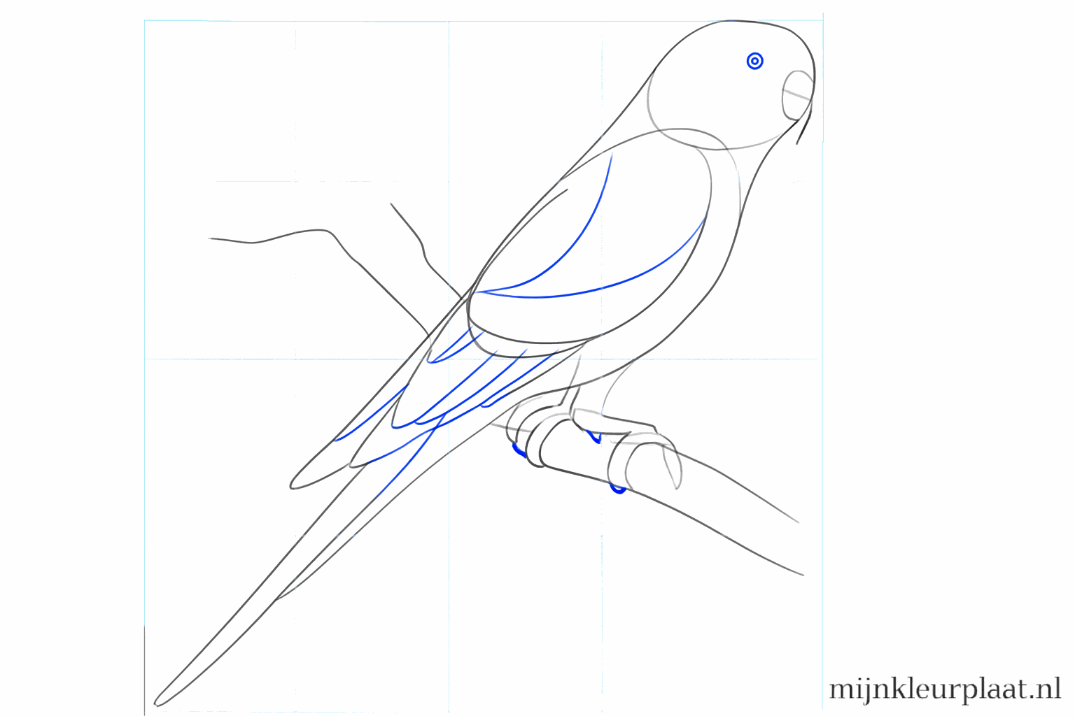 De staart krijgt vorm en de vleugel krijgt de eerste veertjes.