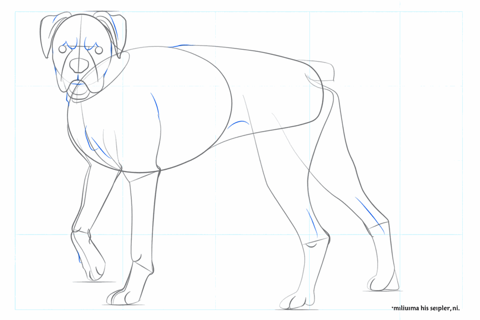 Details in het gezicht van de hond zoals de ogen en de vorm van de bek.