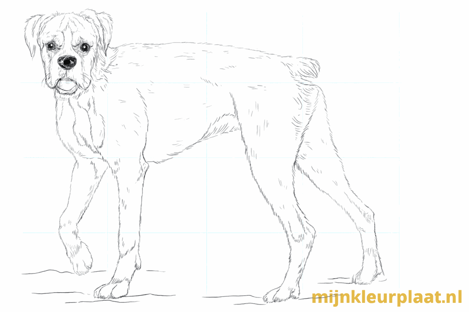 De voltooide tekening van de Boxer hond zonder hulplijnen op een ondergrond.