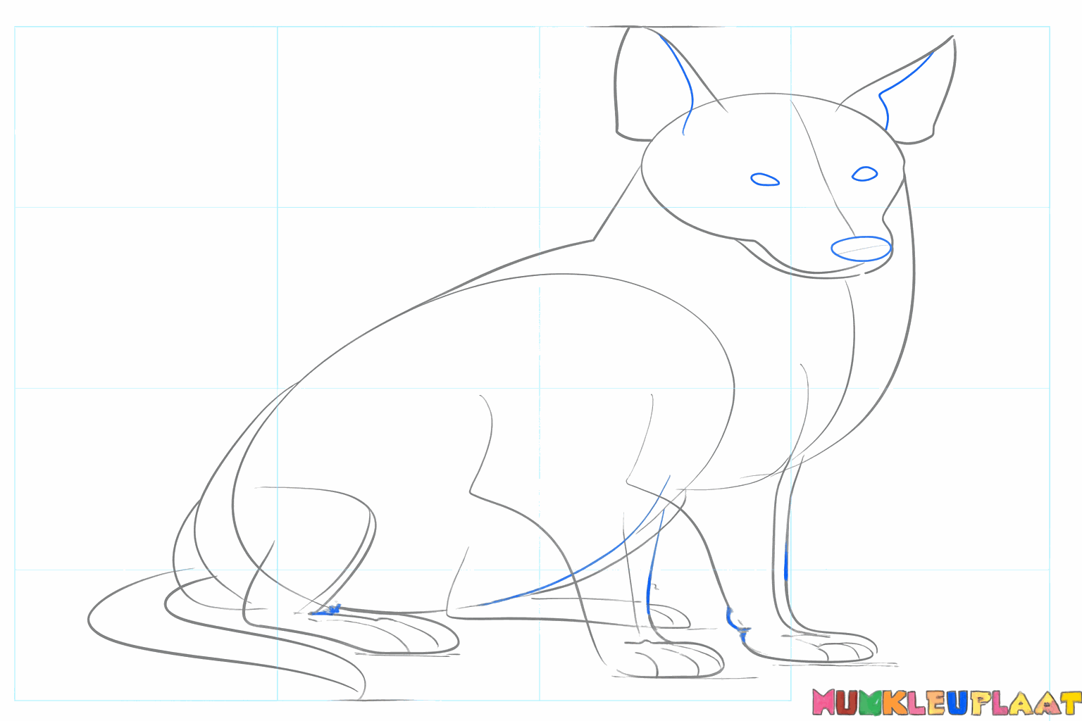 Details van de pootjes en de ronde neus van de Border Collie.