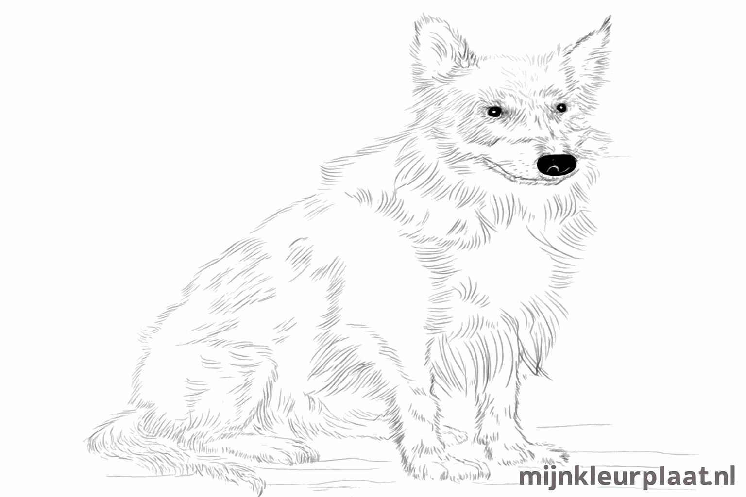 Een Border Collie tekenen: Stap-voor-stap een vrolijke hond op papier