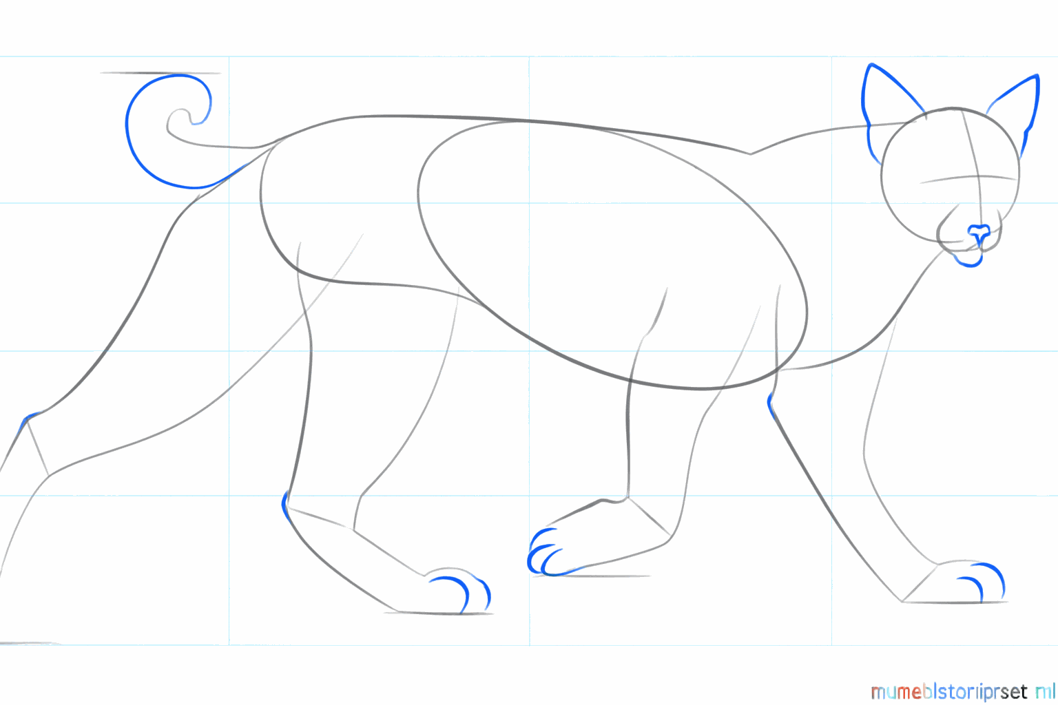 Twee spitse oren op de kop en een dikker kort staartje aan de achterkant.