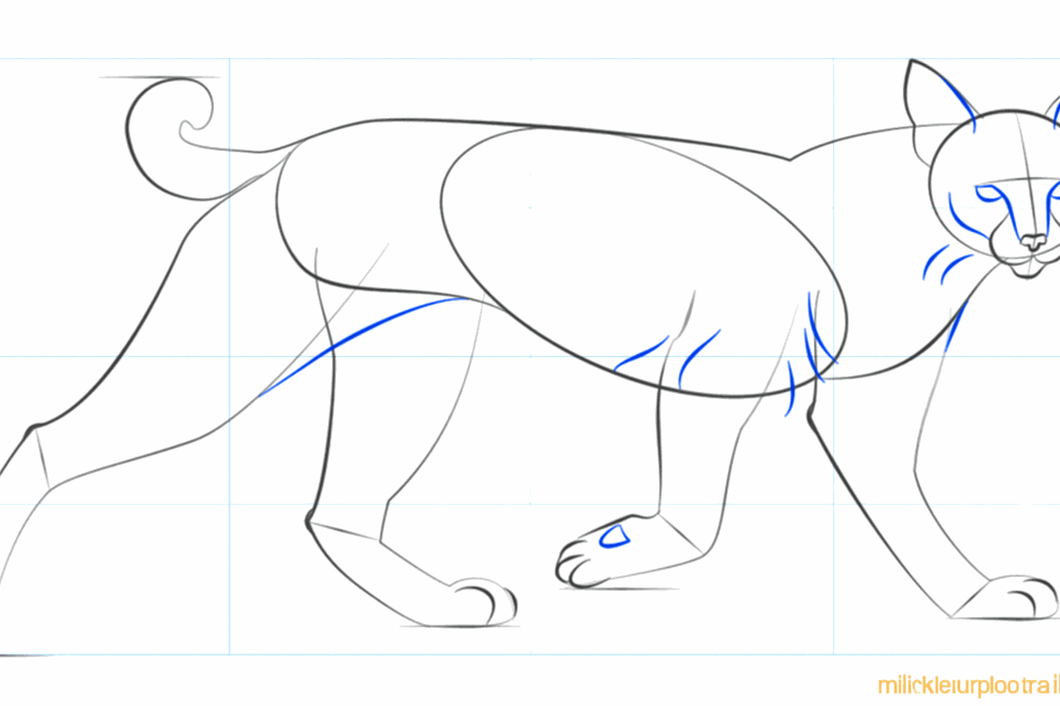 Details van het gezicht en ronde vormen voor de poten van de bobcat.