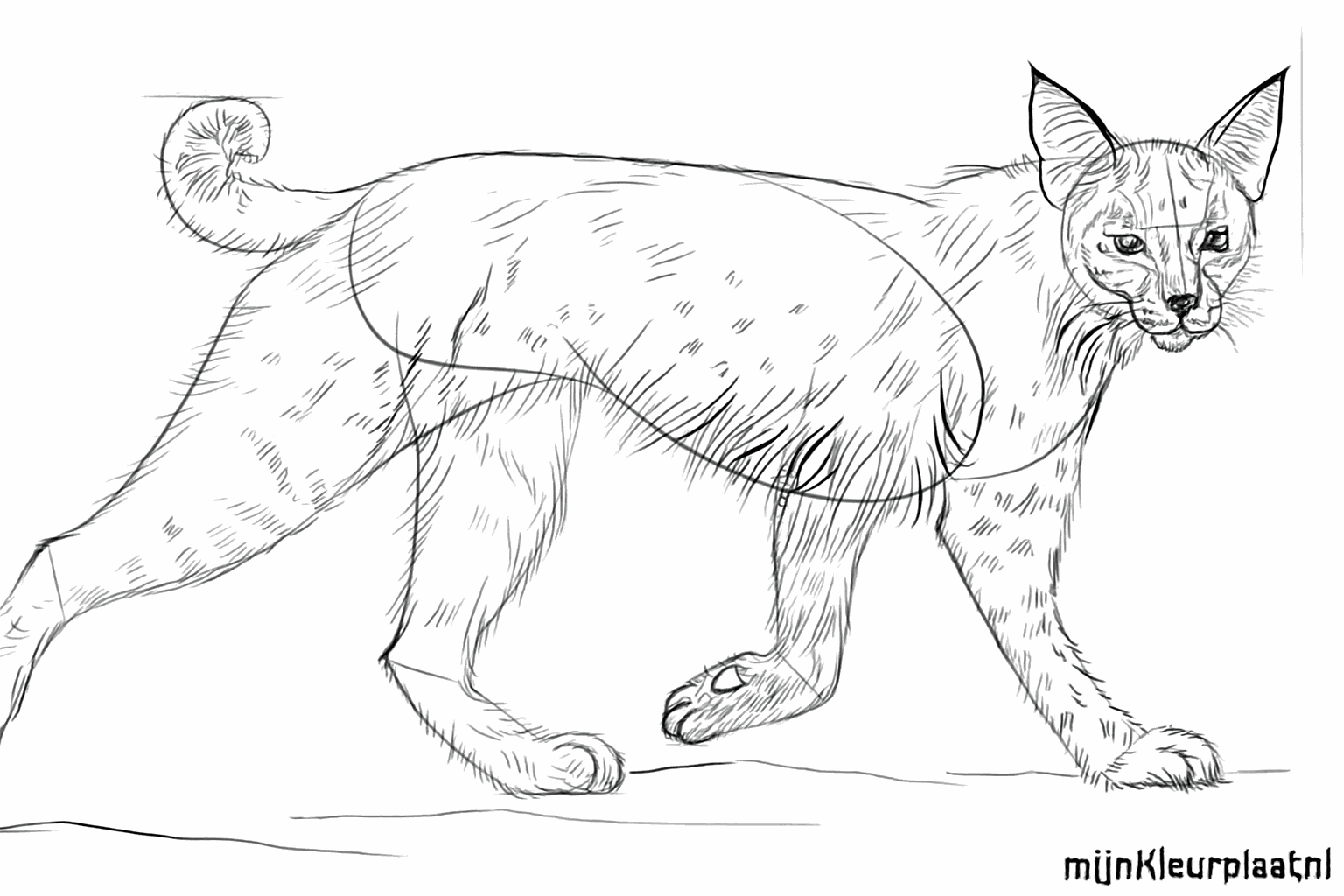 De bobcat krijgt een harige vacht en kleine zwarte puntjes op de oren.