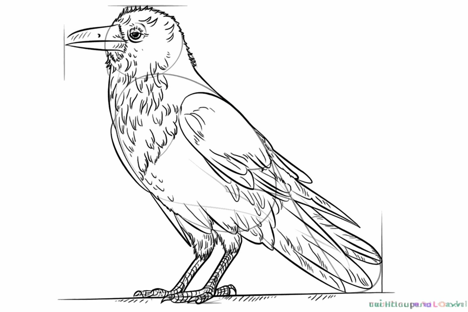 De raaf zit nu op een tak en heeft kleine veertjes op zijn borst.