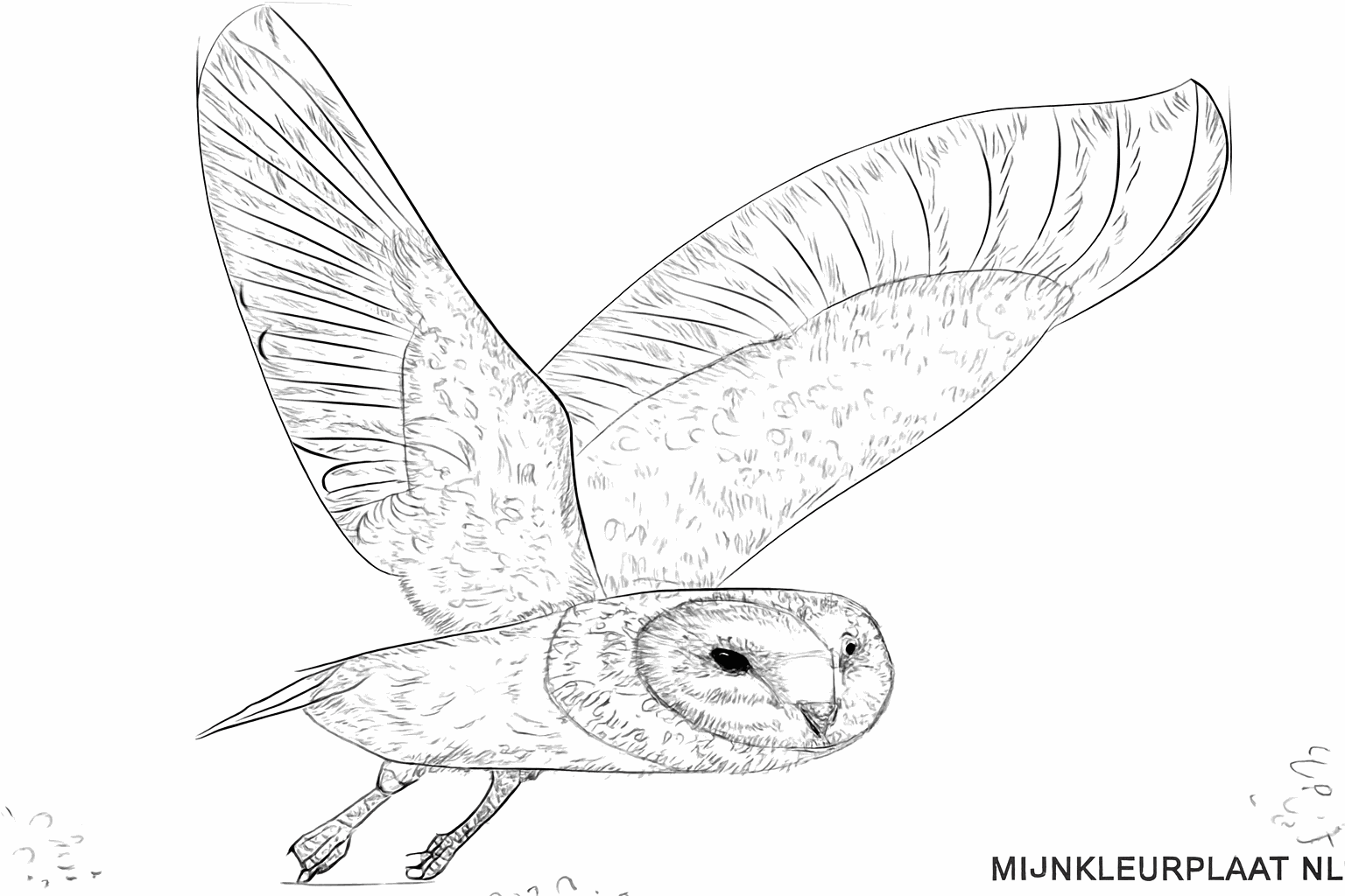 Details van de veren op de vleugels en het lichaam van de kerkuil.