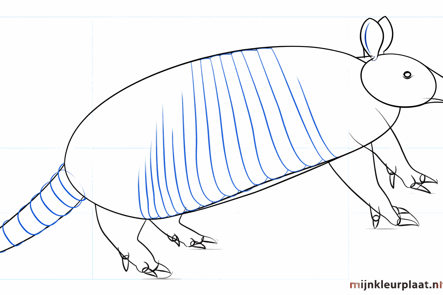 Gezicht van het gordeldier met oog, neus en klauwen aan de tenen.