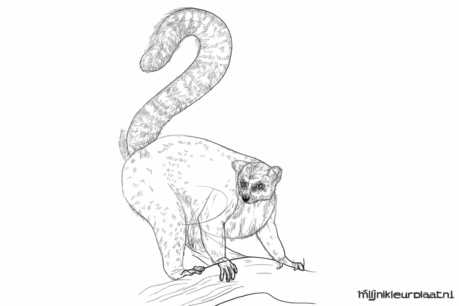 Ringen op de staart en details op de pootjes tekenen.