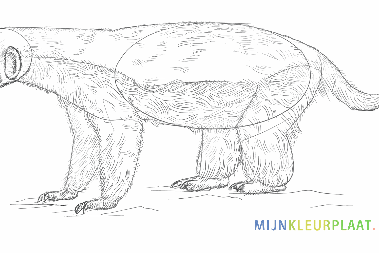 Een scheidingslijn op de rug voor de verschillende kleuren vacht.