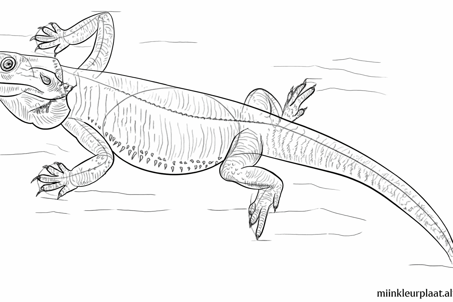 Details van stekels op de kop en rug van de baardagaam.