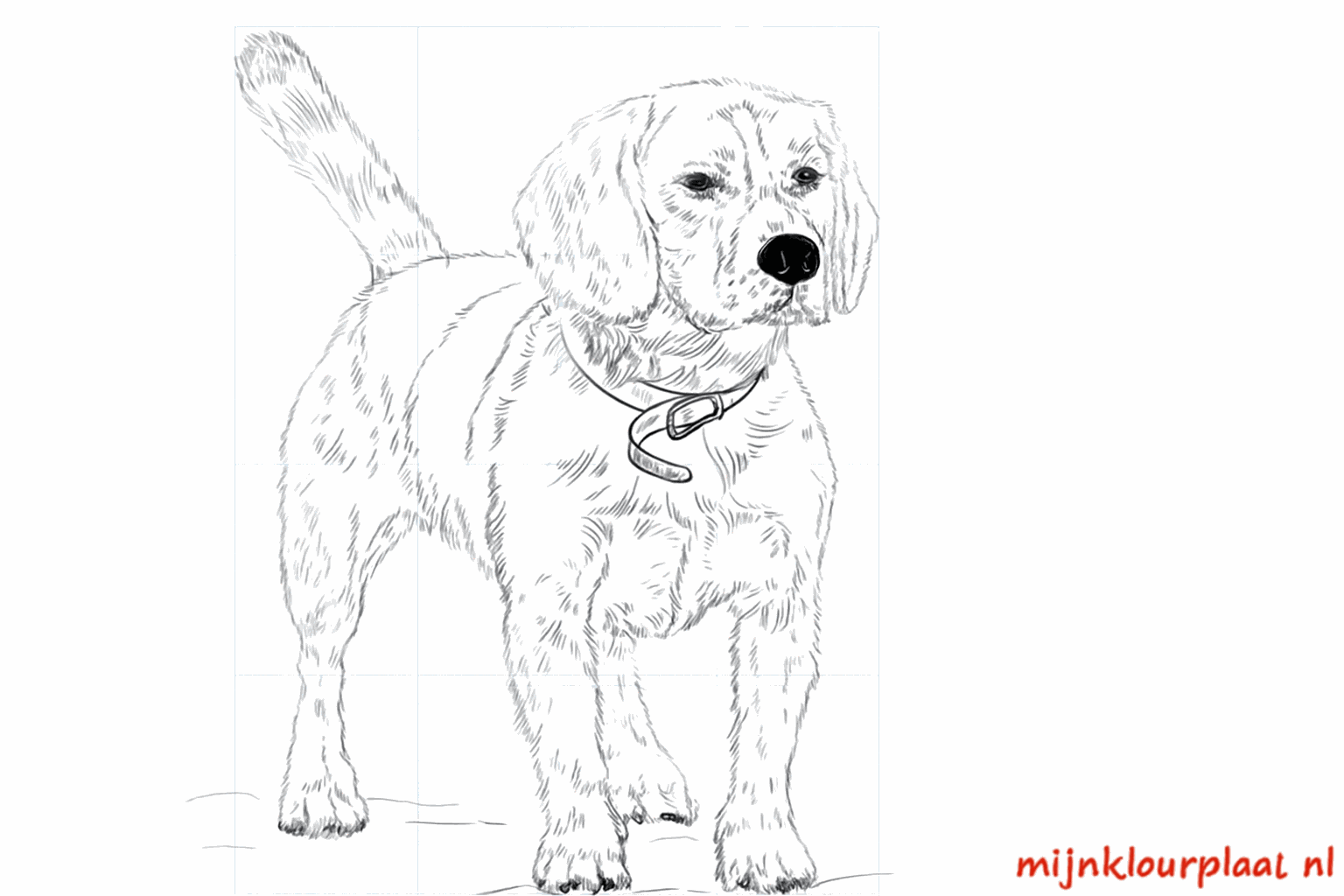 Een vrolijke Beagle tekenen in 9 stappen