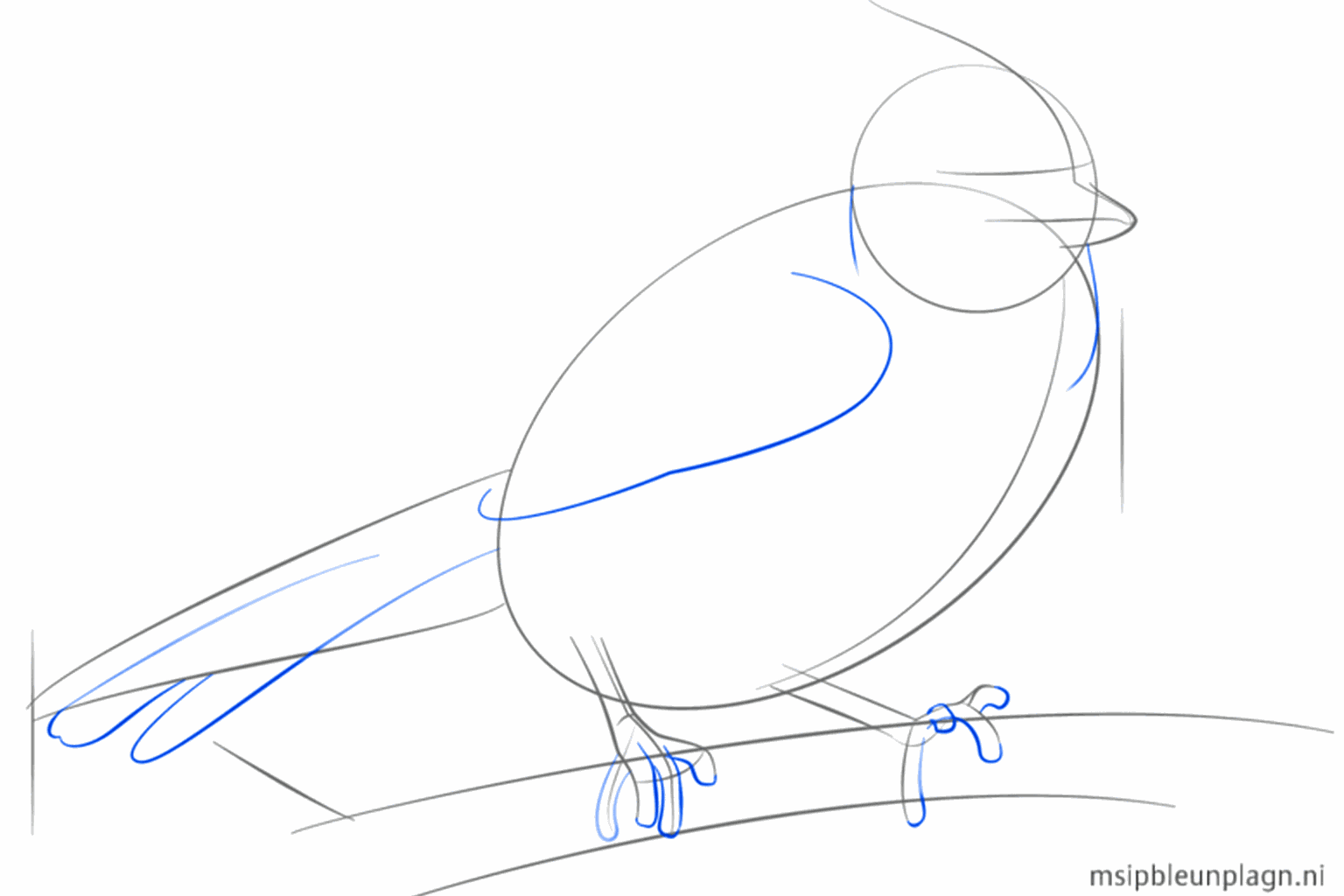 Detail van de vogelpootjes die op de getekende tak staan.