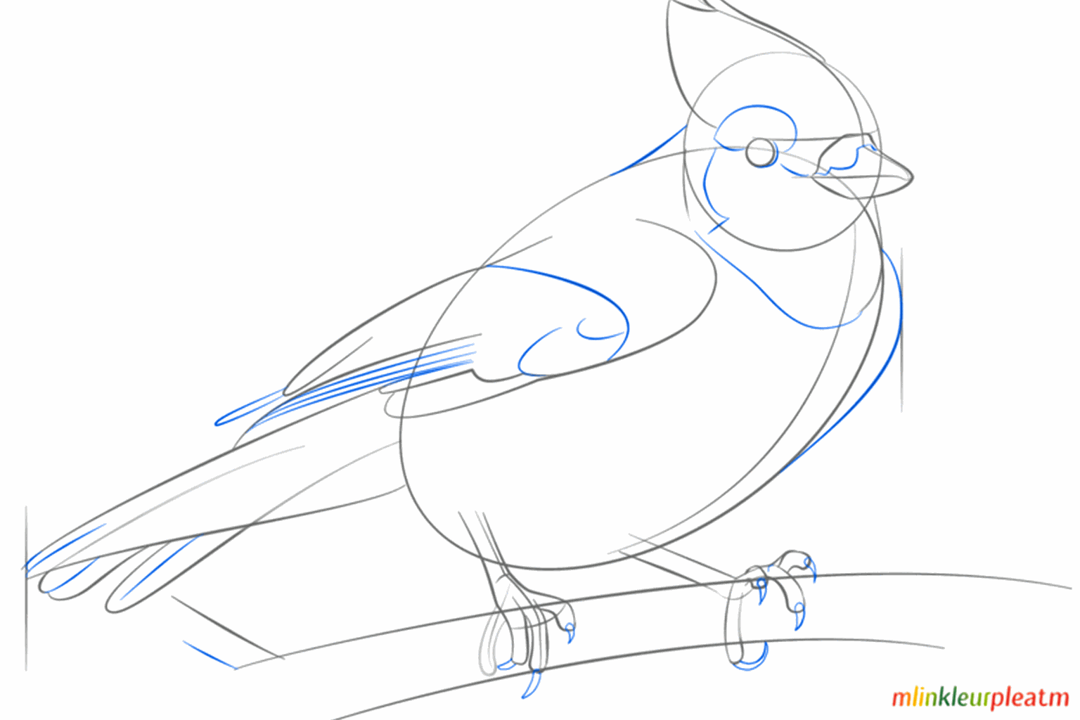 De vogel krijgt een puntige kuif en een oogje in de ronde kop.