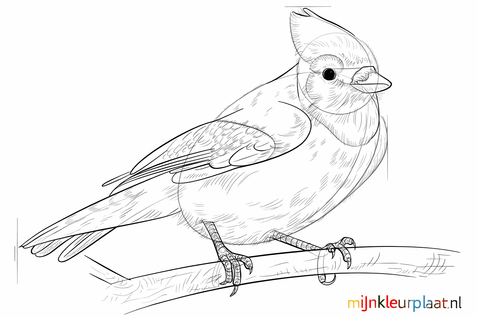 Details van veren op de vleugel en de staart van de getekende vogel.