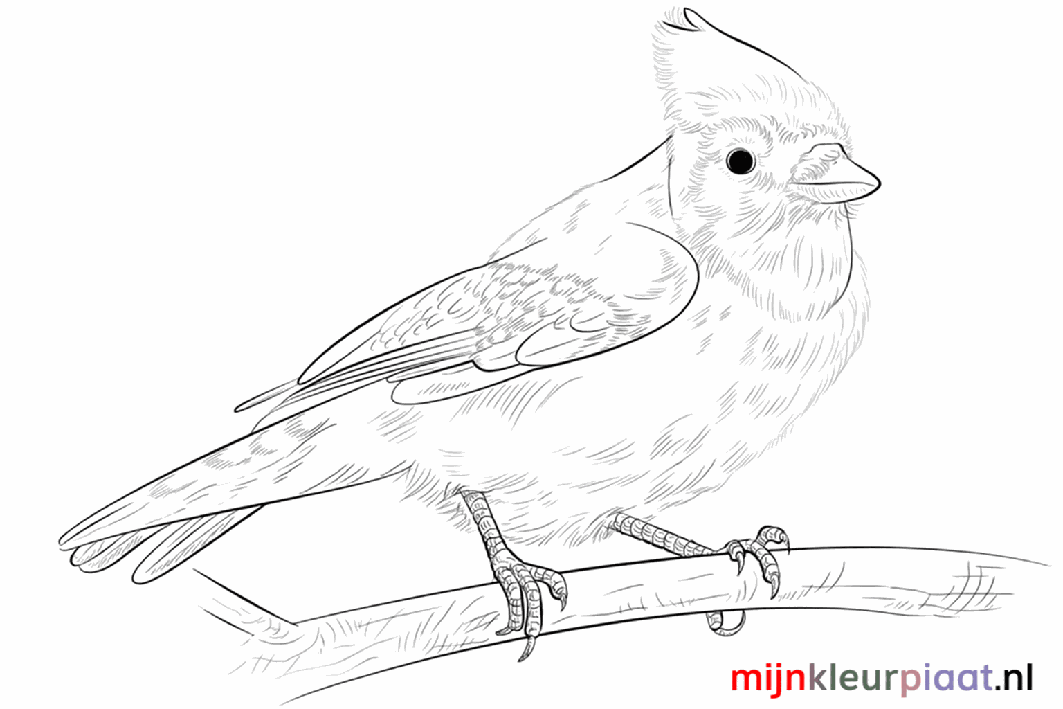 Een vrolijke blauwe gaai tekenen