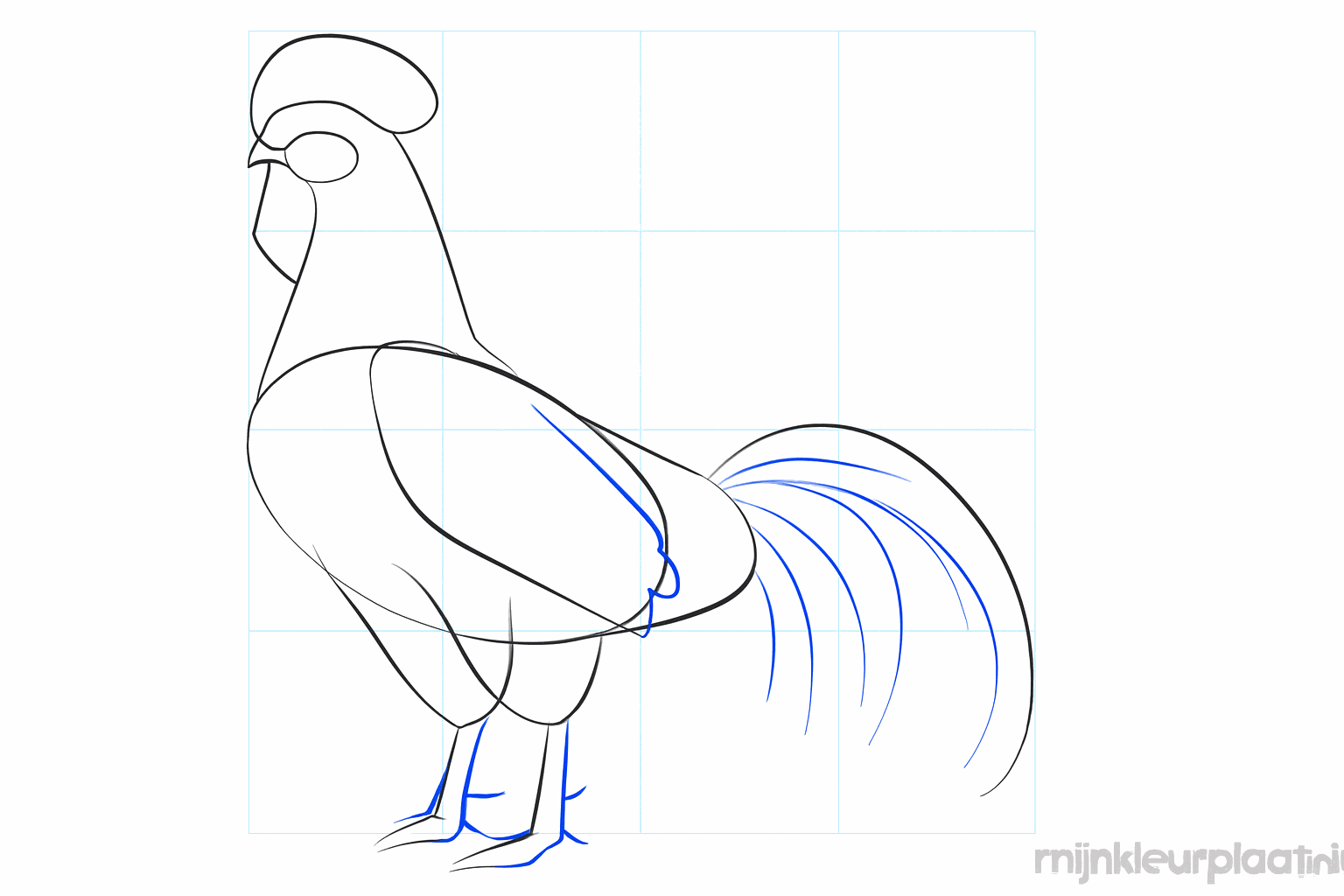 De kam krijgt vorm en de vleugel wordt als een ovaal getekend.